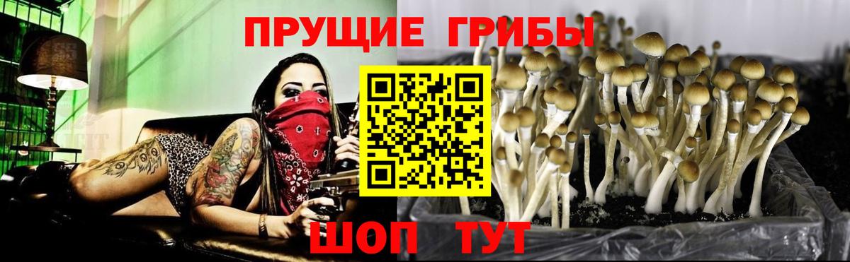 где купить   Вход с VPN  Омск  Галлюциногенные грибы Psilocybine cubensis 